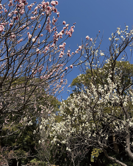 洋光台梅の里まつり