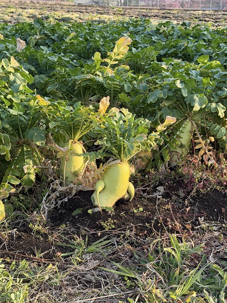 最近撮った写真