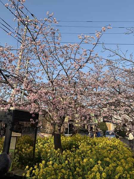 最近撮った写真